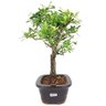 bonsai_piracanta_variegata_3_anos_29_cm_14809_2_d08a9b8a955826097678069a776baf73