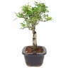 bonsai_piracanta_variegata_3_anos_29_cm_14809_4_892cc7989a49470d199ded39a8e3d730