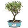 bonsai_serissa_rosa_2_anos_20_cm_14825_1_e9d7f0f0f790a310d6df88067edff54b