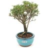 bonsai_serissa_rosa_2_anos_20_cm_14825_2_4a40e564d412f624f4e392a47fa36b80