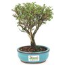 bonsai_serissa_rosa_2_anos_20_cm_14825_3_56244d50c4ff51e1e7e05e1ae9b762fb