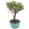 bonsai_serissa_rosa_2_anos_20_cm_14825_4_5014d139b0b8253553c001eaf73fa39f