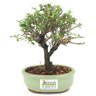bonsai_serissa_rosa_2_anos_19_cm_14829_3_9e5bdcb68dc4398f7f66fef3c6647a66