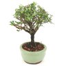 bonsai_serissa_rosa_2_anos_19_cm_14829_4_725878254d8344c94d7acc15af2f7a5b