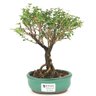 bonsai_serissa_rosa_2_anos_21_cm_14831_1_a1e6b57c8fd515c1738b9decc3d8440d