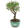bonsai_serissa_rosa_2_anos_21_cm_14831_2_600dc52c45e2f778bf65303da15e6a98