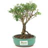 bonsai_serissa_rosa_2_anos_21_cm_14831_3_2a3640ae2ea6201bfefb4622581710b2