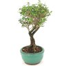bonsai_serissa_rosa_2_anos_21_cm_14831_4_37e0dd07d975c9f744491305286c0cca
