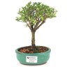 bonsai_serissa_rosa_2_anos_19_cm_14835_1_0540242511b88904dc4a1997eba950b8