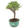 bonsai_serissa_rosa_2_anos_19_cm_14835_2_3aa518743779b8d32620de321aca7ac4