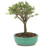 bonsai_serissa_rosa_2_anos_19_cm_14835_3_21c5213b8e49da76d0069d01f7c7ebfe