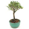 bonsai_serissa_rosa_2_anos_19_cm_14835_4_5e809664be19c119143c181ef2588f54