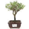 bonsai_serissa_rosa_2_anos_20_cm_14837_1_0595eb05be169b00eb0c7642ddbd65f6