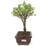 bonsai_serissa_rosa_2_anos_20_cm_14837_2_93eb5f764ed817eba24fbff5fa9df428
