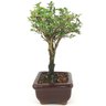 bonsai_serissa_rosa_2_anos_20_cm_14837_4_f4483de443f05b2046a1de93a0183220