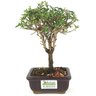 bonsai_serissa_rosa_2_anos_20_cm_14839_1_6d0d5de8301bbe9f4cb6359880c9f43d