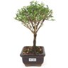 bonsai_serissa_rosa_2_anos_20_cm_14839_2_454951a84206af0a4475f74153b45dd9
