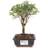 bonsai_serissa_rosa_2_anos_20_cm_14839_3_e4047adc91a042c3bcf7928f4869a786