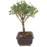 bonsai_serissa_rosa_2_anos_20_cm_14839_4_7912c60b65a06bd06c04f7ab5cbc9376