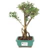 bonsai_serissa_rosa_2_anos_25_cm_14841_1_5b9327828e786acd89cdc58d7583111c