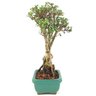 bonsai_serissa_rosa_2_anos_25_cm_14841_2_1b3f3d4a244ad567470a8c413a3c6ce6