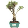 bonsai_serissa_rosa_2_anos_25_cm_14841_3_aec0b7ffc418e320c5a6b4fd6f845619