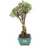 bonsai_serissa_rosa_2_anos_25_cm_14841_4_80690edd5c14662e0cba023471920862