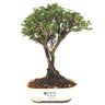 bonsai_serissa_rosa_2_anos_23_cm_14843_1_7cab4a0d3acd2199c5908624d7423477