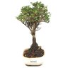 bonsai_serissa_rosa_2_anos_23_cm_14843_2_ae1a154027463c4be34925836fc63240