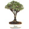 bonsai_serissa_rosa_2_anos_23_cm_14843_3_05f5f8cd7d2caf9da637ce0539249fec