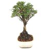 bonsai_serissa_rosa_2_anos_23_cm_14843_4_8422ad1c7a597e9e71ca3e7774fac0ca