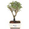 bonsai_serissa_rosa_2_anos_21_cm_14845_1_4aa086cda5f6feae1f2fa2d3cfabb78d
