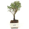 bonsai_serissa_rosa_2_anos_21_cm_14845_2_d173456e12ca58976f8d6bf8611835c0