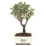 bonsai_serissa_rosa_2_anos_21_cm_14845_3_e81fe4fe20c46b4f99e92ab1b99e185f