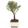 bonsai_serissa_rosa_2_anos_21_cm_14845_4_9f40704c763993e977ef5e5bd6239ee8