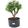 pre_bonsai_mini_goiaba_6_anos_33_cm_14873_1_579f964fe2103b883d40140b450523d1