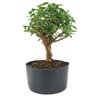 pre_bonsai_mini_goiaba_6_anos_33_cm_14873_2_ca85f970b023e3c3e3b059f996ffeb00