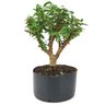 pre_bonsai_mini_goiaba_6_anos_33_cm_14873_3_6d6e2d7e976e5681ec2346c59f17e665