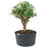 pre_bonsai_mini_goiaba_6_anos_33_cm_14873_4_9b9049b2170807cc717f1ea635cd4f61