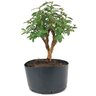 pre_bonsai_mini_goiaba_5_anos_34_cm_14875_2_e1ae08055e0098ff0e476fd1433f3468