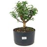 pre_bonsai_mini_goiaba_5_anos_31_cm_14877_1_9db046b848518c3e351e9b79d8bcbff6