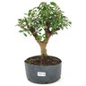 pre_bonsai_mini_goiaba_6_anos_32_cm_14879_1_e308310e73eb373b5869c675a83fee58