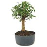 pre_bonsai_mini_goiaba_6_anos_32_cm_14879_2_d6d3e0720e5c17dc3af0785a71f812a4