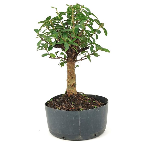 pre_bonsai_mini_goiaba_6_anos_32_cm_14879_2_d6d3e0720e5c17dc3af0785a71f812a4