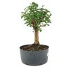 pre_bonsai_mini_goiaba_6_anos_32_cm_14879_4_f83ef090f2aabd24654bd3a7eb2599e8