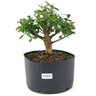 pre_bonsai_mini_goiaba_5_anos_27_cm_14883_1_599b3af40868cd7245a1f7ed0442d1b6