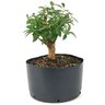pre_bonsai_mini_goiaba_5_anos_27_cm_14883_2_a802c3822b15efaffe5b7cc060fce8bf