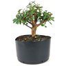 pre_bonsai_mini_goiaba_5_anos_27_cm_14883_3_81d3e0fb24d9b7befed4e8b1e64d2e21