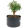 pre_bonsai_mini_goiaba_5_anos_27_cm_14883_4_8942da2b76598a9bafd53c17f2a171ac