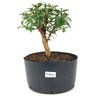 pre_bonsai_mini_goiaba_4_anos_27_cm_14885_1_0b7ddefda30228de2a7a22f34e1baa28